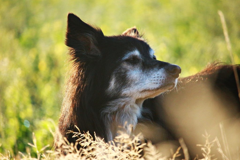 old dog in field