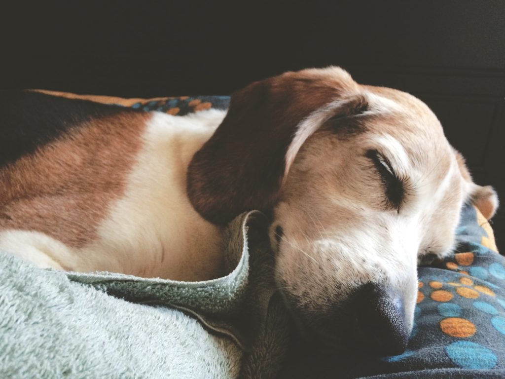 You Hound Dog! Beagle Life Stages and Average Lifespan