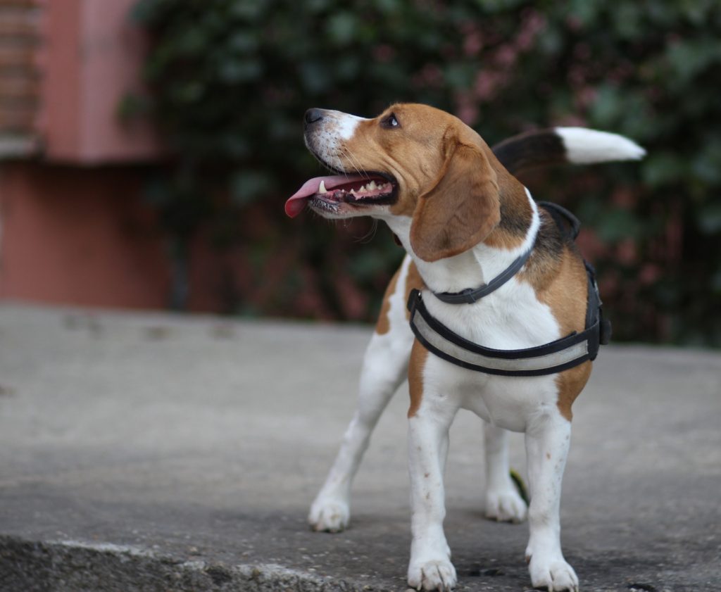 adult beagle standing
