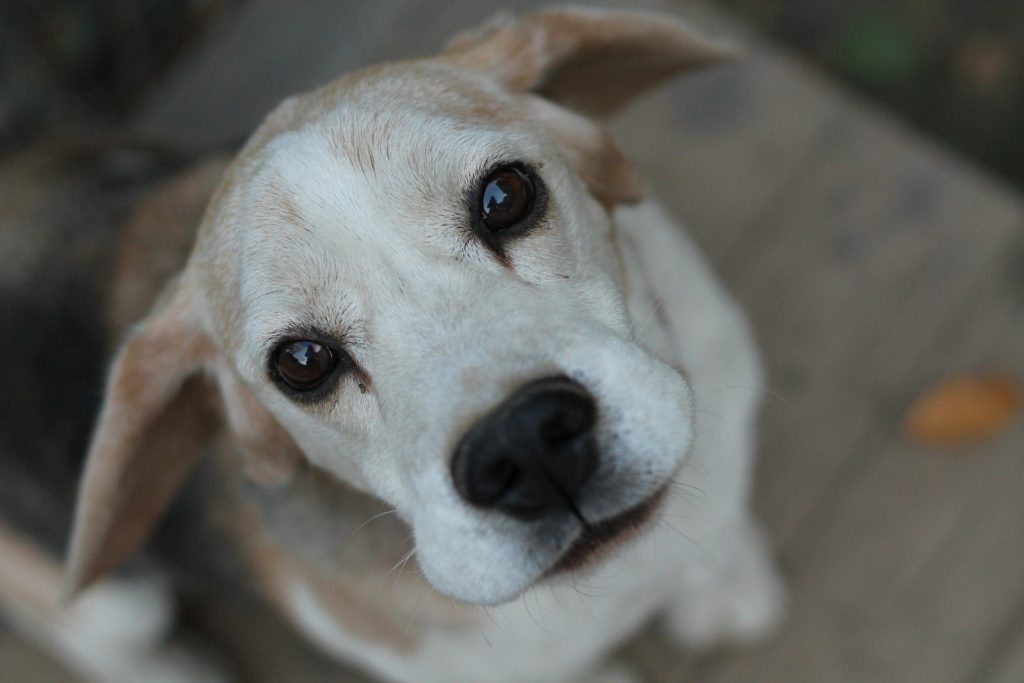 senior beagle eyes